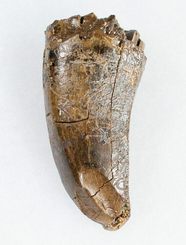 Tyrannosaurus (T-Rex) Tooth - Pathological #11919